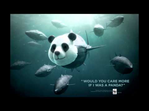 Videó: A WWF Jelentése Azt Mutatja, Hogy Az állatpopulációk 60 Százalékkal Csökkentek 1970 és Között
