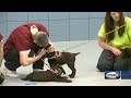 Inmates train future service dogs in Boscawen Inmates train future service dogs in Boscawen