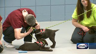 Inmates train future service dogs in Boscawen