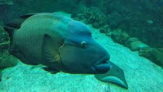 ОкеаНариум ЭкспоЗиция МоРя И ОкЕаНы КроКус СиТи ОкеаНариум ЭкспоЗиция МоРя И ОкЕаНы КроКус СиТи