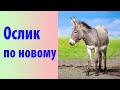 Ослик по новому (рассказ для детей)