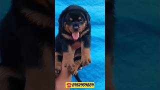 🔥 Beautiful Rottweiler Puppy Available for Sale | Show Home Quality@Royal_pat#puppy#rottweiler