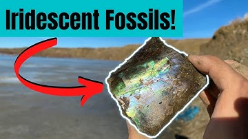 Fossil Hunting For Dinosaur Teeth And Ammonites!!