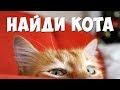 Найди кота, все выпуски 🐈 БУДЬ В КУРСЕ TV