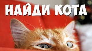 Найди кота, все выпуски 🐈 БУДЬ В КУРСЕ TV screenshot 5
