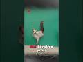 “Banat Chicken Pigeon (loài bồ câu trông như gà)” #factshorts #khampha