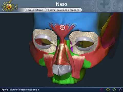 Video: Cavità Nasale - Struttura, Funzione