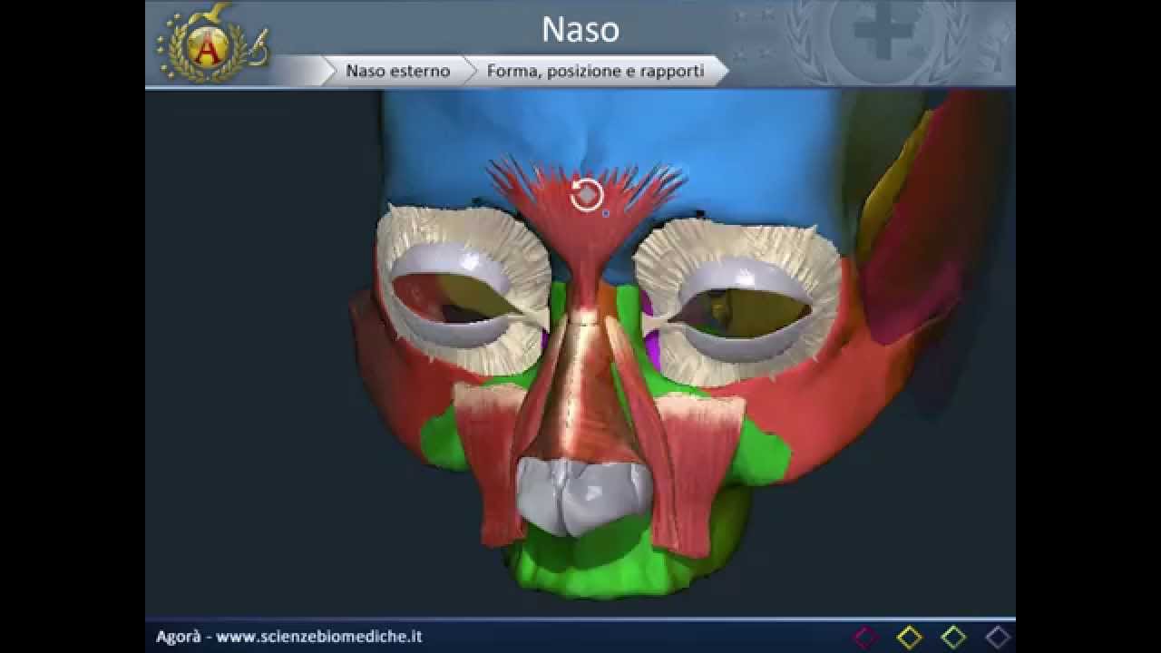 Naso e cavità nasali