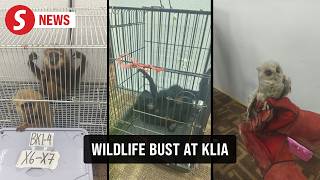 Caught at KLIA: Gibbons, Siamangs and owl crammed into suitcase