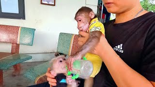 Dad was very sad and worried when monkey JenLy became aggressive