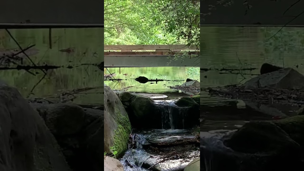 Take a Calm Pause in Nature Through My Lens | Calm Water Sound #14