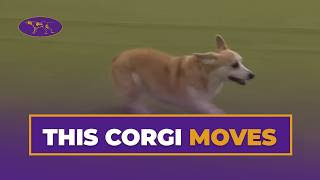 Welly the Pembroke Welsh Corgi Competes in the 8 Agility Class | Westminster 2026