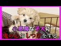 【子犬のしつけ】心を鬼にしないと可愛さにやられる動画。