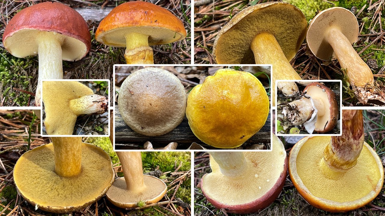 Butterpilz? Goldröhrling? Ringloser Butterpilz? Körnchenröhrling? Großer Vergleich Schmierröhrlinge