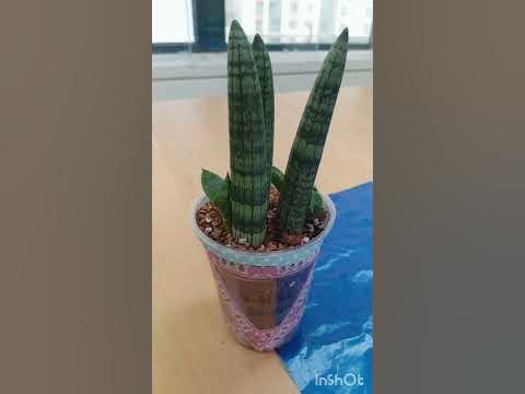 #Short Video# Let's learn how to recycle plastic cups/Lessen our waste