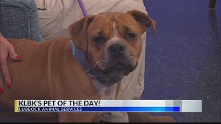 Rust is KLBK's Pet of the Day!