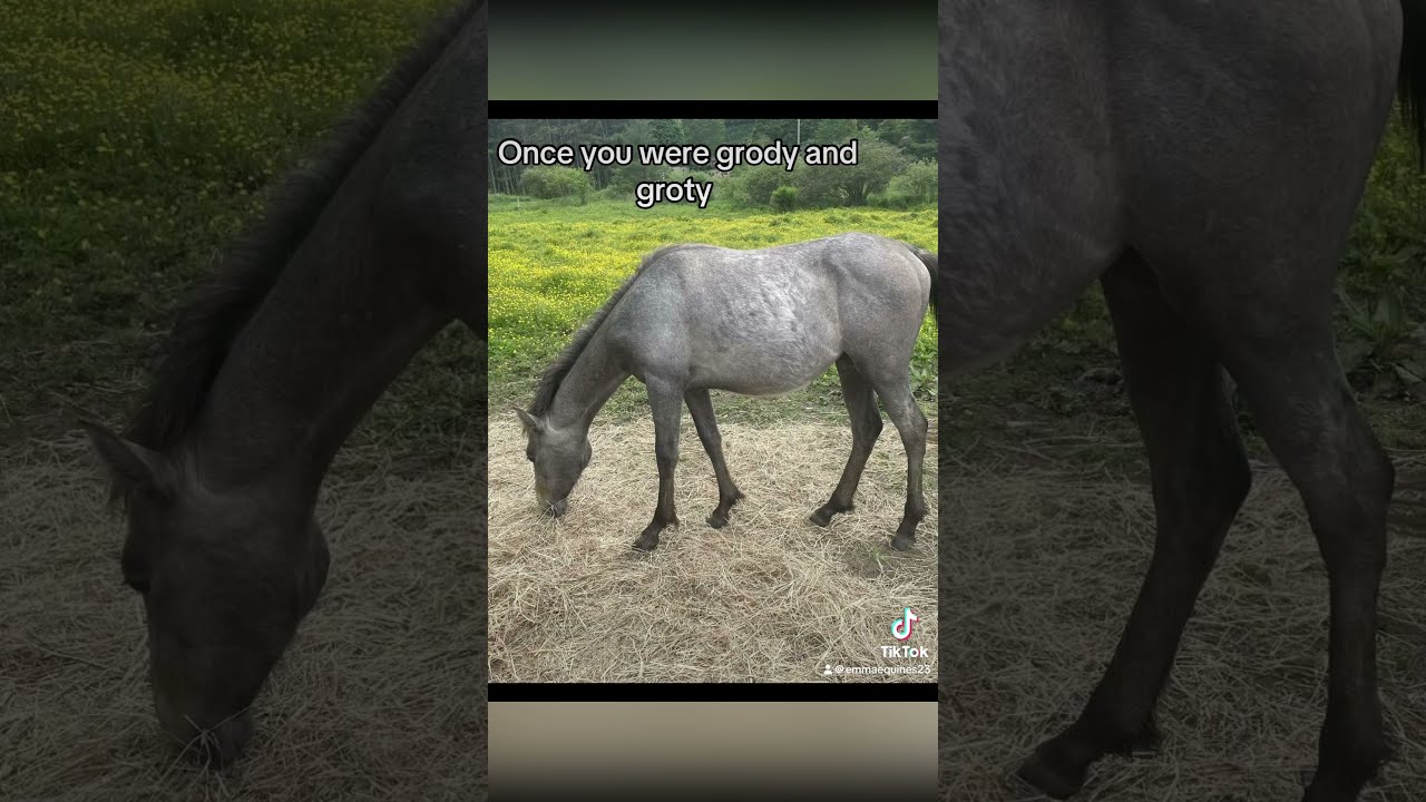 Absolutely In Love With My Baby Mare Such A Stunning Transformation