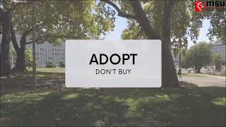 Awareness Campaign ( Protect The Strays) By Paws Protect screenshot 5