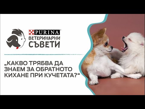 Видео: Какво трябва да знаете за правилното кучешко хранене