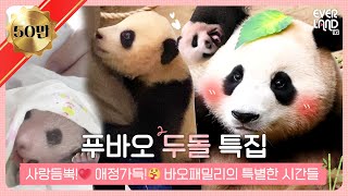 Eng 푸바오 두돌 Special 바오패밀리와 판다월드 식구들의 특별한 이야기 에버랜드Everland Panda Fubao