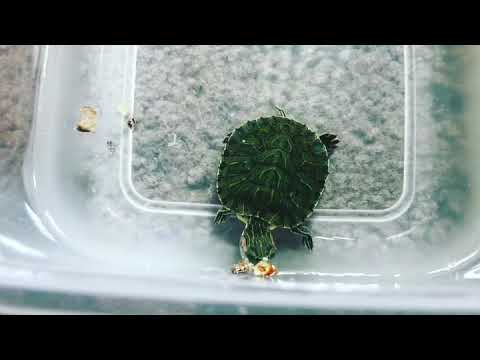 camera iphone 8 plus apk Baby Turtle Eating Fluker’s Medley Treat