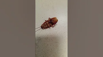 صرصور ذو شوارب طويله جدا 