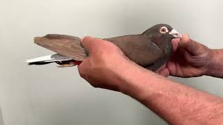 Meulemans choco 879