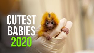 Top 20 Cutest Baby Animals of 2020