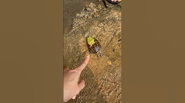 Con rùa cõng con ếch đi chơi và bị ngã rất dễ thương và hài hước