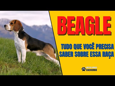 Vídeo: 5 razões pelas quais Beagles são perfeitos