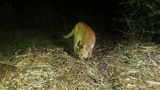 Mountain Lion filmed in 4k