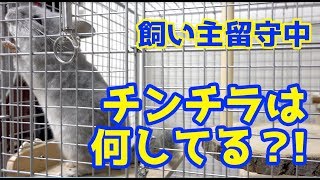 飼い主の留守中、チンチラは何をしている？！定点観測してみたら、意外な結末…！！