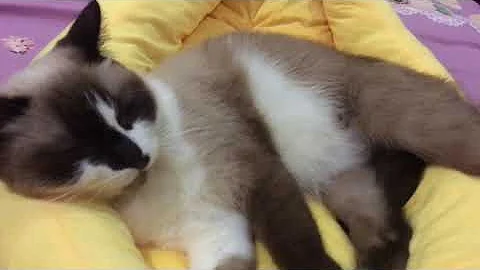 Watch the video about April the Snowshoe Cat