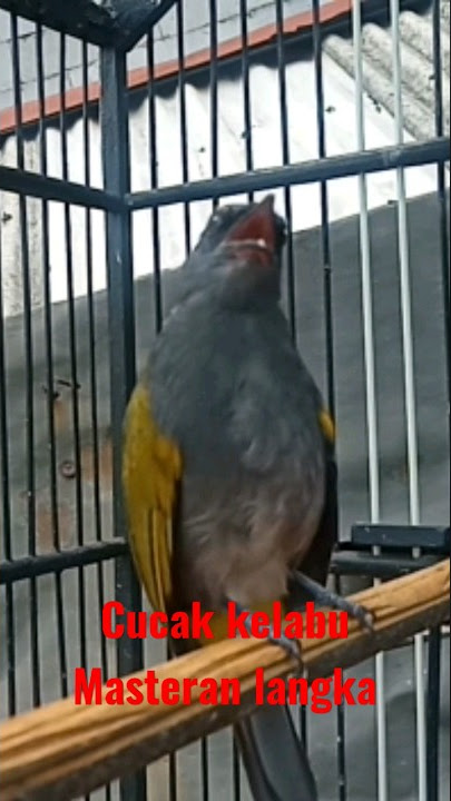 Cucak kelabu gacor