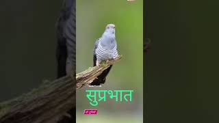पक्षियों की सुंदर आवाज सुनो क्या बोल रही है किस-किस के समझ में आ रहा है क्या बोल