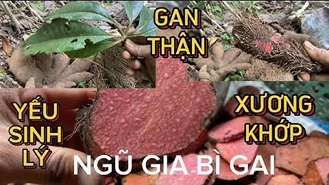 Ngũ gia bì gai( nhục thung dung nam) trị các bệnh về yếu sing lý, gan thận, xương khớp, tim mạch…