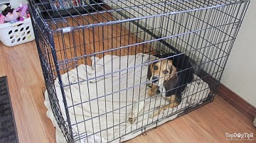 Dog Crying in Crate? Here