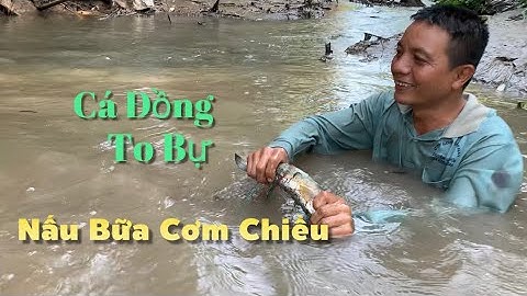 Bắt trúng cá đồng to bự làm bữa cơm chiều ngon hết sẩy | Cù Lao Dung Vlogs #608