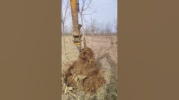 The process of digging trees underground- Good tools and machinery make work easy