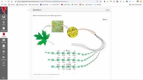 Analyzing Results of a Canvas Quiz