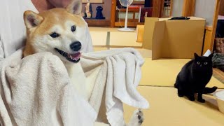 タオルでひと暴れしてご機嫌な柴犬 A walk after the rain - YouTube