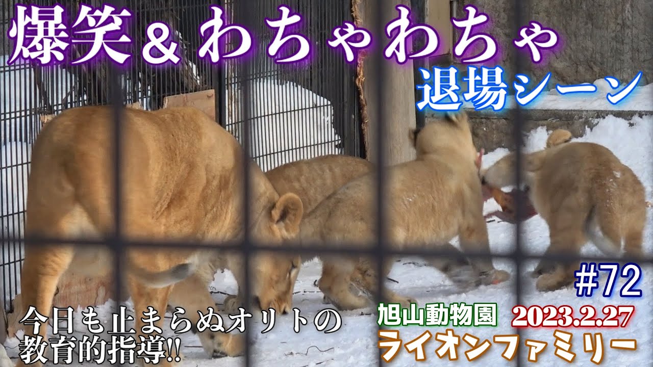 【イトがまさかの肉を咥えて放飼場に戻って来た！？爆笑退場シーンと、止まらぬオリトのチビ達への教育的指導】オリトファミリー劇場#72【2023/2/27旭山動物園のライオン一家】