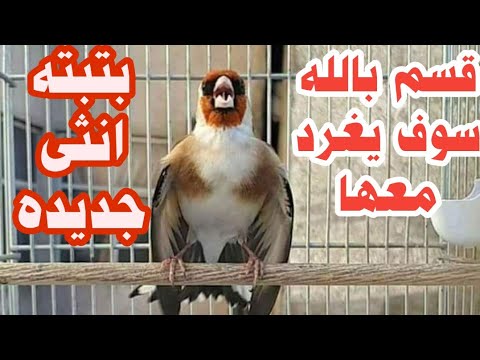 والله لن يصمت الحسون دقيقه واحده بعد سماع هذا البتبته بتبته أنثى الحسون أسمعها حسونك وشاهد النتيجه