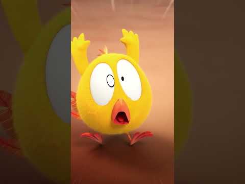 No flying carpet license #chicky | Chicky Cartoon in English for kids