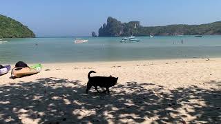 Phi Phi Island Friend