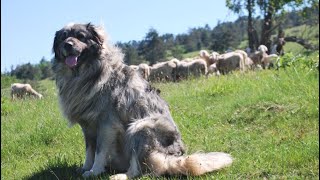 SPEAK. Ep50: The Karst Shepherd #rarebreed #livestockguardiandog