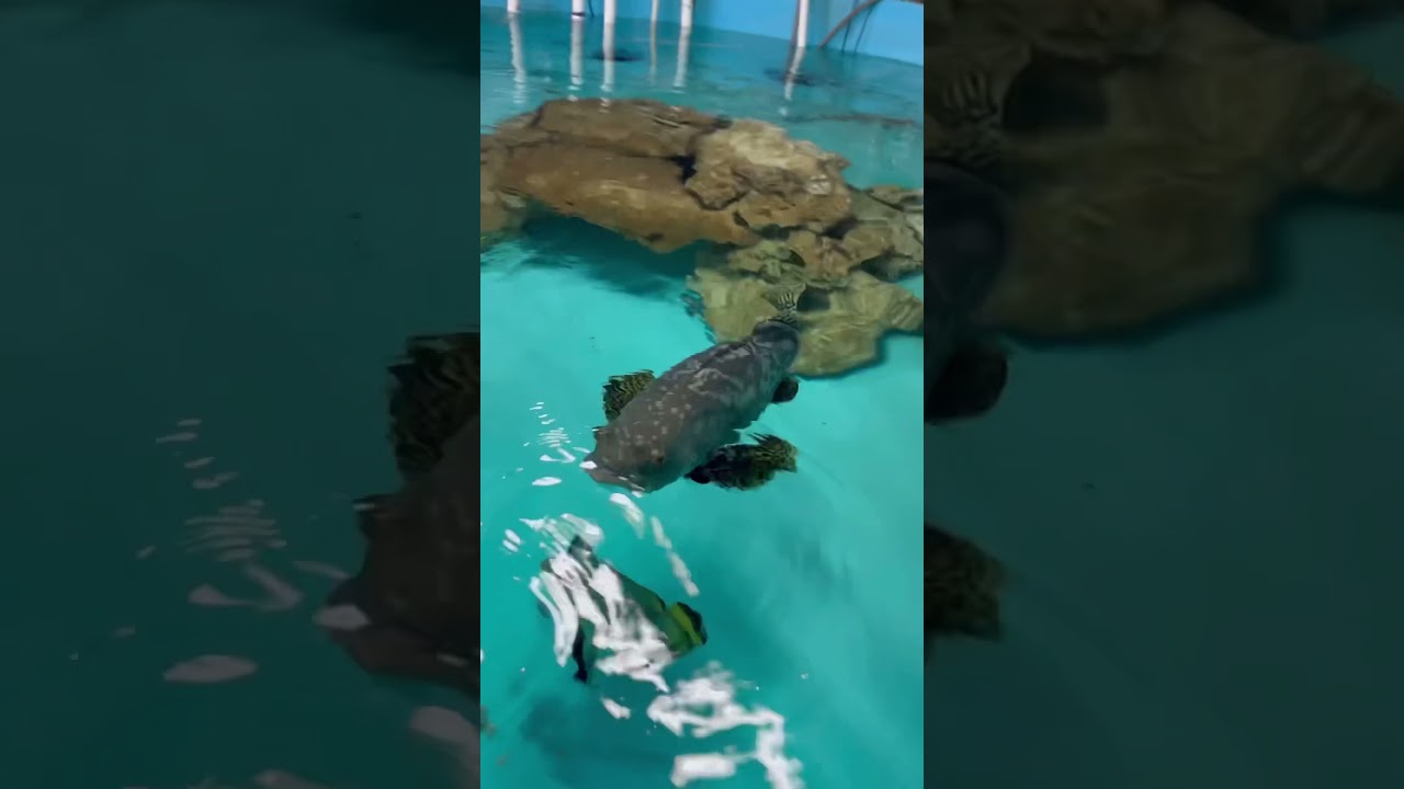 Кормлю своего питомца, 50-фунтового групера, закуской!! 🦐