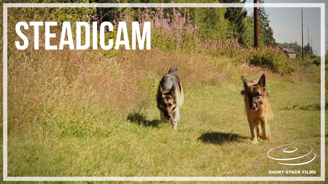 Testing out the Steadicam w/ the pups