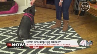 Potbellied pigs now allowed as pets in KC