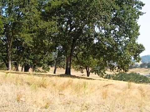 260 Callahan View Way, Roseburg, OR home video tour
